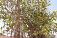 DSCN1200