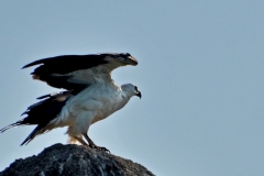 IN4_1192_1 Goa-Agonda Beach-Seeadler