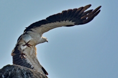 IN4_1193_1 Goa-Agonda Beach-Seeadler