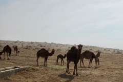 DSCN0846